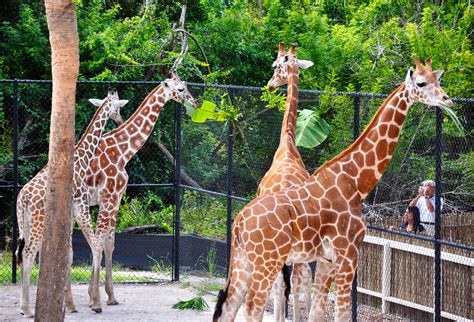 寮步動物園在哪裏：探索一座城市的動物樂園及其周圍風情